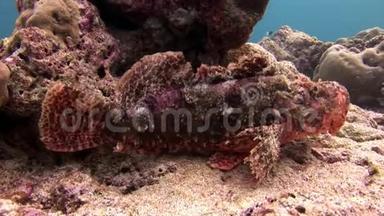 马尔代夫海底的石鱼面具。